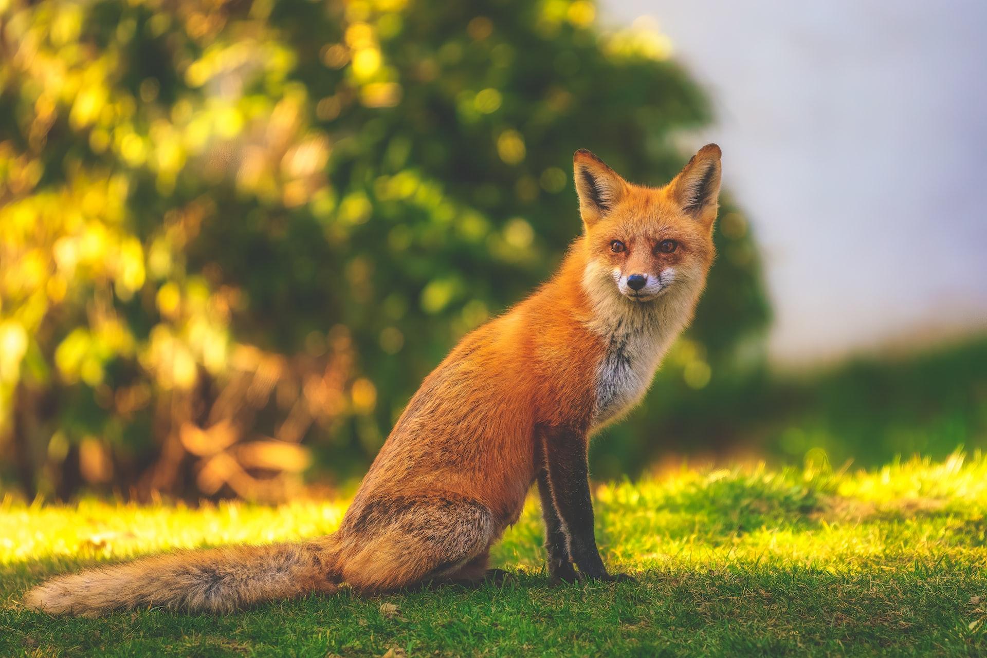 Fox sitting and staring into abyss