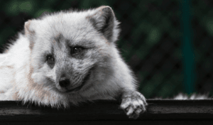 Fox looking to the left